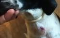 Μυτιλήνη: πυροβόλησε από το μπαλκόνι του τα σκυλιά - Στον Εισαγγελέα ο δράστης