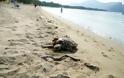 Mπόχα στην παραλία του Δρεπάνου από νεκρή χελώνα καρέτα-καρέτα!