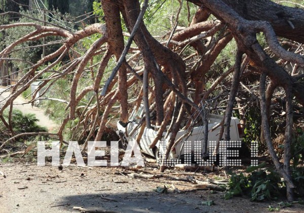 Ηλεία: Αιωνόβιο πεύκο διέλυσε αυτοκίνητο - Δείτε τις εντυπωσιακές φωτογραφίες! - Φωτογραφία 2