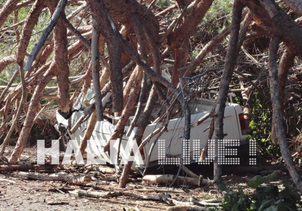 Ηλεία: Αιωνόβιο πεύκο διέλυσε αυτοκίνητο - Δείτε τις εντυπωσιακές φωτογραφίες! - Φωτογραφία 3