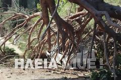 Ηλεία: Αιωνόβιο πεύκο διέλυσε αυτοκίνητο - Δείτε τις εντυπωσιακές φωτογραφίες!