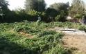 Τροιζηνία: Ανάμεσα στις πορτοκαλιές καλλιεργούσε και δενδρύλλια κάνναβης