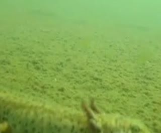 Video και φώτο απο τον βυθό της λίμνης Γκιστόβα, Γράμμος Καστοριάς - Φωτογραφία 1