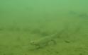 Video και φώτο απο τον βυθό της λίμνης Γκιστόβα, Γράμμος Καστοριάς - Φωτογραφία 5