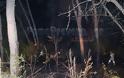 Πρέβεζα: Φωτιά στο δάσος στο Μονολίθι [Video & Photo] - Φωτογραφία 4