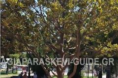 Το δέντρο της πλατείας που πληγώνουμε…