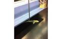 ΣΟΚ! Δείτε τι βρέθηκε μέσα στο Μετρό της Νέας Υόρκης! - Φωτογραφία 2