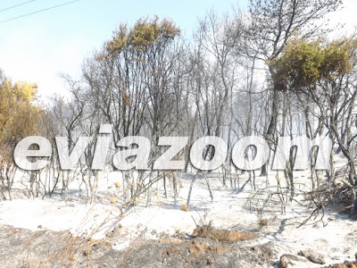Κόλαση φωτιάς στη Ριτσώνα - Εργοστάσιο τυλίχτηκε στις φλόγες [Photos & Video] - Φωτογραφία 4