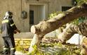 Χίος: Λύγισε αιωνόβιος πλάτανος προκαλώντας ζημιές - Φωτογραφία 6