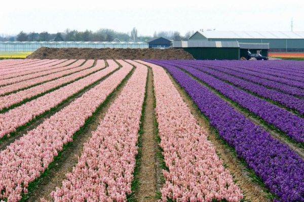 Έκρηξη χρωμάτων στα χωράφια της Ολλανδίας! - Φωτογραφία 10