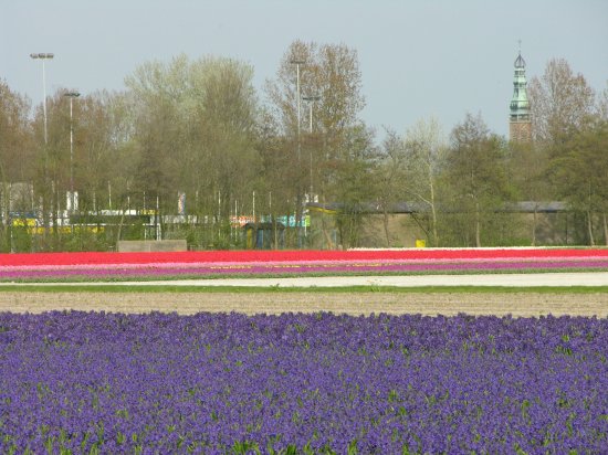 Έκρηξη χρωμάτων στα χωράφια της Ολλανδίας! - Φωτογραφία 11