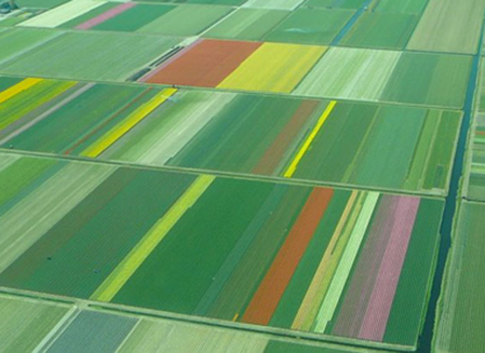 Έκρηξη χρωμάτων στα χωράφια της Ολλανδίας! - Φωτογραφία 12