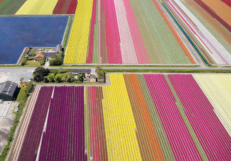 Έκρηξη χρωμάτων στα χωράφια της Ολλανδίας! - Φωτογραφία 2