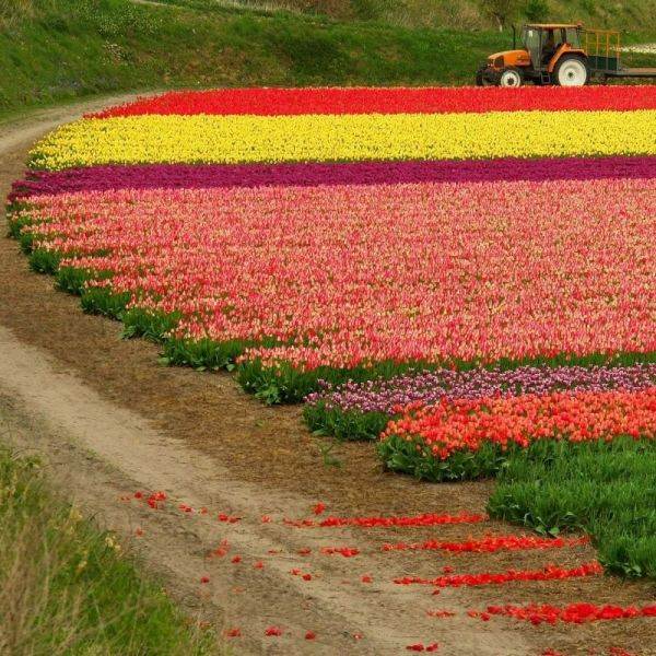 Έκρηξη χρωμάτων στα χωράφια της Ολλανδίας! - Φωτογραφία 3