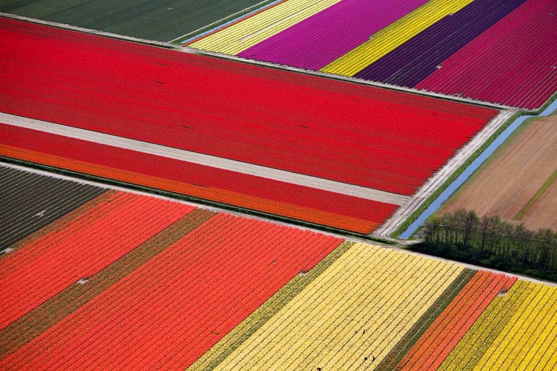 Έκρηξη χρωμάτων στα χωράφια της Ολλανδίας! - Φωτογραφία 5