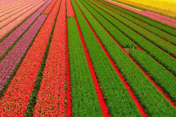 Έκρηξη χρωμάτων στα χωράφια της Ολλανδίας! - Φωτογραφία 7