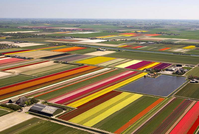 Έκρηξη χρωμάτων στα χωράφια της Ολλανδίας! - Φωτογραφία 8