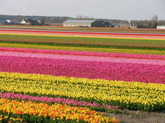Έκρηξη χρωμάτων στα χωράφια της Ολλανδίας! - Φωτογραφία 9