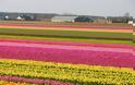 Έκρηξη χρωμάτων στα χωράφια της Ολλανδίας! - Φωτογραφία 9