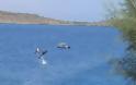 Δελφίνι εντυπωσιάζει λουόμενους στα Μάρμαρα Σφακίων [Photos]