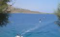 Δελφίνι εντυπωσιάζει λουόμενους στα Μάρμαρα Σφακίων [Photos] - Φωτογραφία 2
