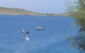 Δελφίνι εντυπωσιάζει λουόμενους στα Μάρμαρα Σφακίων [Photos] - Φωτογραφία 4