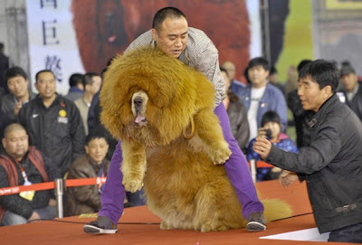 Θιβετιανό Μαστίφ, το ακριβότερο είδος σκύλου! - Φωτογραφία 4