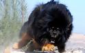 Θιβετιανό Μαστίφ, το ακριβότερο είδος σκύλου!