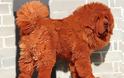 Θιβετιανό Μαστίφ, το ακριβότερο είδος σκύλου! - Φωτογραφία 2