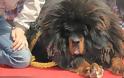 Θιβετιανό Μαστίφ, το ακριβότερο είδος σκύλου! - Φωτογραφία 3