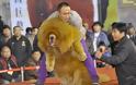 Θιβετιανό Μαστίφ, το ακριβότερο είδος σκύλου! - Φωτογραφία 4