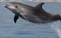 Πάνω από 100 θεάσεις δελφινιών στην περιοχή του Ιονίου και του Αμβρακικού καταγράφηκαν μέσα σε ένα χρόνο!