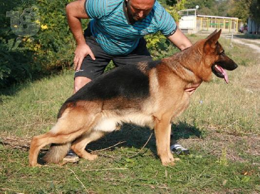 Αυτά είναι τα 10 καλύτερα ΣΚΥΛΙΑ- ΦΥΛΑΚΕΣ!!! (PHOTOS) - Φωτογραφία 5