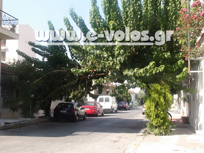 Πτώση δέντρου στη συμβολή των οδών Χείρωνος και Αναλήψεως, στο Βόλο - Φωτογραφία 2