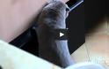Ξεκαρδιστική αντίδραση γάτας που πιάστηκε στα πράσα να κλέβει [Video]
