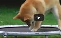 Όταν τα ζώα ανακαλύπτουν το τραμπολίνο [Video]