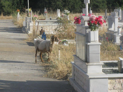 Mέσα στο νεκροταφείο της Κατούνας βόσκουν πρόβατα! - Φωτογραφία 4