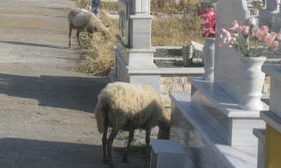Mέσα στο νεκροταφείο της Κατούνας βόσκουν πρόβατα! - Φωτογραφία 5