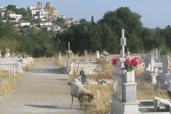 Mέσα στο νεκροταφείο της Κατούνας βόσκουν πρόβατα!