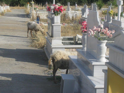 Μέσα στο Νεκροταφείο της Κατούνας βόσκουν πρόβατα! Δείτε τις απίστευτες εικόνες της ντροπής! - Φωτογραφία 6