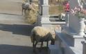 Μέσα στο Νεκροταφείο της Κατούνας βόσκουν πρόβατα! Δείτε τις απίστευτες εικόνες της ντροπής! - Φωτογραφία 1