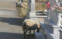 Μέσα στο Νεκροταφείο της Κατούνας βόσκουν πρόβατα! Δείτε τις απίστευτες εικόνες της ντροπής! - Φωτογραφία 3