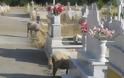 Μέσα στο Νεκροταφείο της Κατούνας βόσκουν πρόβατα! Δείτε τις απίστευτες εικόνες της ντροπής! - Φωτογραφία 6