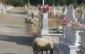 Μέσα στο Νεκροταφείο της Κατούνας βόσκουν πρόβατα! Δείτε τις απίστευτες εικόνες της ντροπής! - Φωτογραφία 9