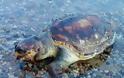 Βρήκε νεκρή χελώνα Caretta Caretta στα Πολιτικά