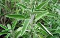 Ασπίδα προστασίας για τα αρωματικά φυτά της Κρήτης