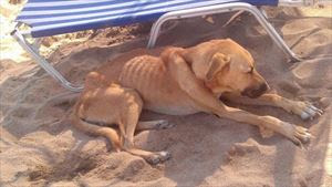 Ηράκλειο: Σκελετωμένα σκυλιά στην παραλία της Αμνισού - Φωτογραφία 1