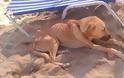 Ηράκλειο: Σκελετωμένα σκυλιά στην παραλία της Αμνισού
