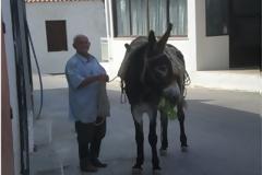 Γάιδαρος… τελευταίο μοντέλο!