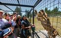 ΑΠΙΘΑΝΕΣ ΕΙΚΟΝΕΣ ΚΑΙ VIDEO: Πάρκο άγριας ζωής βάζει τους… τουρίστες σε
κλουβί !!! - Φωτογραφία 2